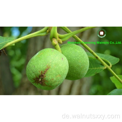 Top Grad Chinese Walnut -Kerne